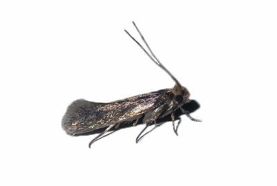<h3>Case-bearing Clothes Moth (Tinea pellionella)</h3> <h3>Case-bearing Clothes Moth (Tinea pellionella)</h3>