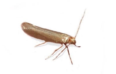 <h3>Common Clothes Moth (Tineola bisselliella)</h3> <h3>Common Clothes Moth (Tineola bisselliella)</h3>