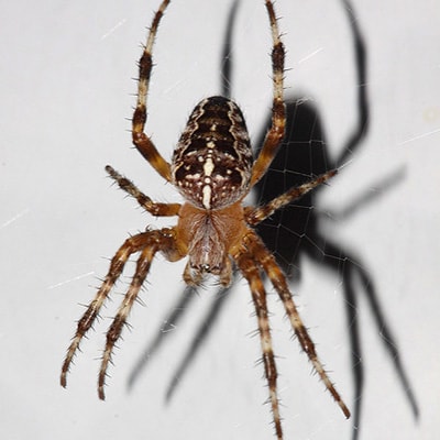 <h3>European Garden Spider (Araneus diadematus)</h3> <h3>European Garden Spider (Araneus diadematus)</h3>