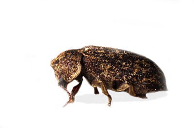 Death Watch Beetle (Xestobium rufovillosum) Death Watch Beetle (Xestobium rufovillosum)