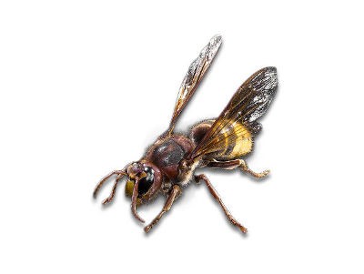 <h3>European hornets (Vespa crabro)</h3> <h3>European hornets (Vespa crabro)</h3>