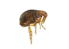 <h3>Fleas</h3> <h3>Fleas</h3>