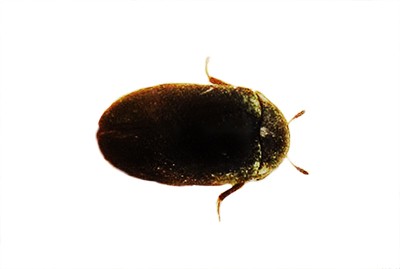 <h3>Fur Beetle (Attagenus pellio)</h3> <h3>Fur Beetle (Attagenus pellio)</h3>