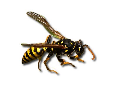 <h3>German wasps (Vespula germanica)</h3> <h3>German wasps (Vespula germanica)</h3>