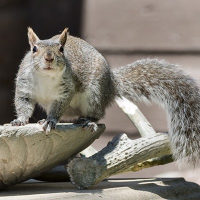 <h3>Gray squirrel (Sciurus carolinensis)</h3> <h3>Gray squirrel (Sciurus carolinensis)</h3>