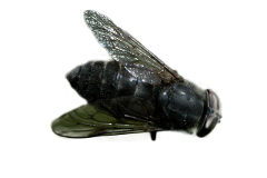 <h3>Horse Fly (Hybomitra micans)</h3> <h3>Horse Fly (Hybomitra micans)</h3>