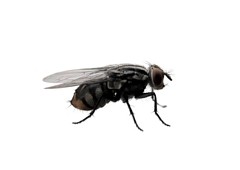 <h3>House Fly (Musca domestica)</h3> <h3>House Fly (Musca domestica)</h3>