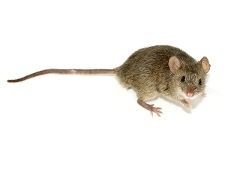 <h3>House Mouse (Mus musculus)</h3> <h3>House Mouse (Mus musculus)</h3>