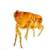 <h3>What a flea bite looks like</h3> <h3>What a flea bite looks like</h3>