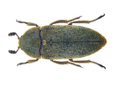 <h3>Leather Beetles (Dermestes maculatus)</h3> <h3>Leather Beetles (Dermestes maculatus)</h3>
