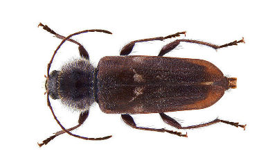 Old-House Borer (Hylotrupes bajulus) Old-House Borer (Hylotrupes bajulus)