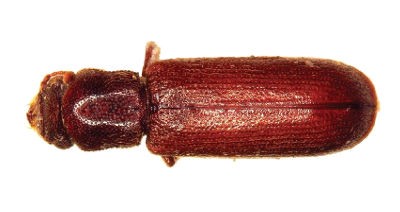 Powder Post Beetle (Lyctinae) Powder Post Beetle (Lyctinae)