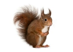 <h3>Red squirrel (Sciurus vulgaris)</h3> <h3>Red squirrel (Sciurus vulgaris)</h3>