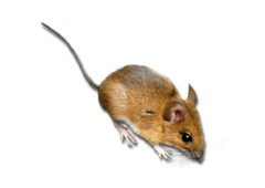 <h3>Yellow Necked Field Mice (Apodemus flavicollis)</h3> <h3>Yellow Necked Field Mice (Apodemus flavicollis)</h3>