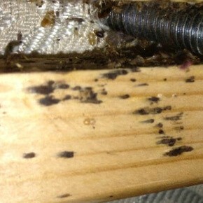 Where Do Bed Bugs Come From | How Do You Get Bed Bugs in