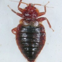 <h3>Bat bugs</h3> <h3>Bat bugs</h3>