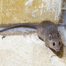 <h3>Black Rat</h3>
