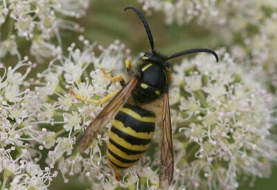 Wasps and wasp stings Wasps and wasp stings