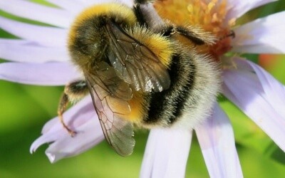 Bumblebee Bumblebee