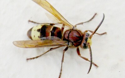 Hornet Hornet