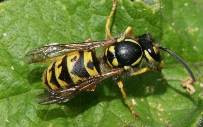 How to detect a wasp nest How to detect a wasp nest