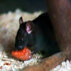 <h3>Black rat</h3> Black rat