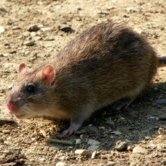 <h3>Norwegian rat</h3> Norwegian rat