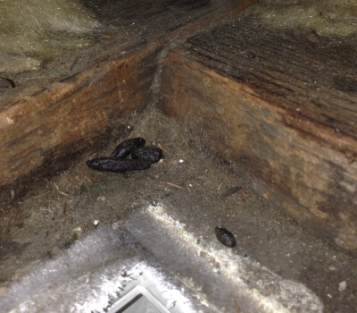 Rat droppings - signs of rats Rat droppings - signs of rats