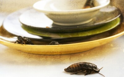 What attracts cockroaches What attracts cockroaches
