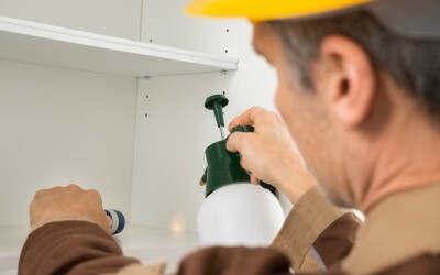 How to inspect for cockroaches How to inspect for cockroaches