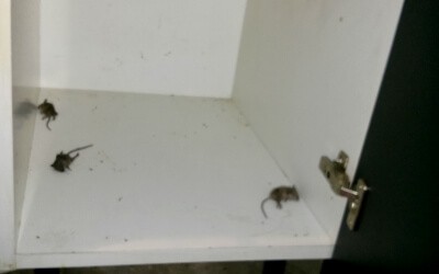 How to locate a dead mouse How to locate a dead mouse