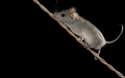 How do mice get in your house How do mice get in your house