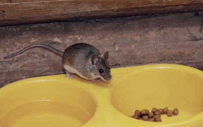 What attracts mice - pet food What attracts mice - pet food